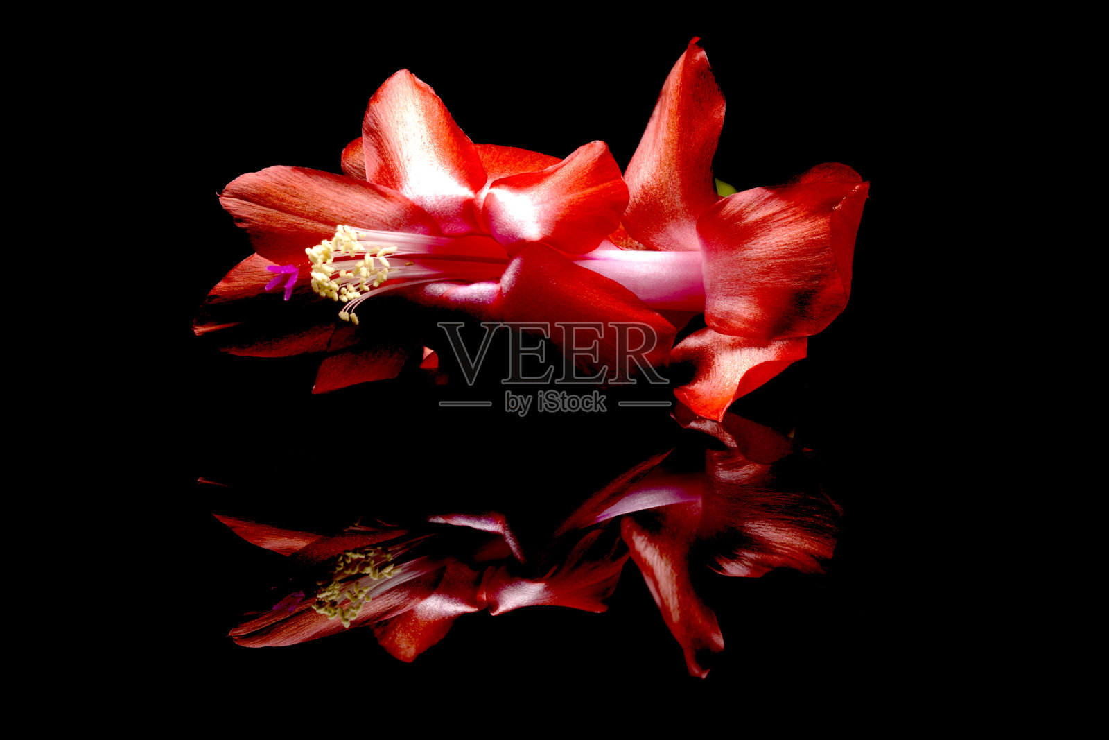 圣诞仙人掌花的特写。照片摄影图片