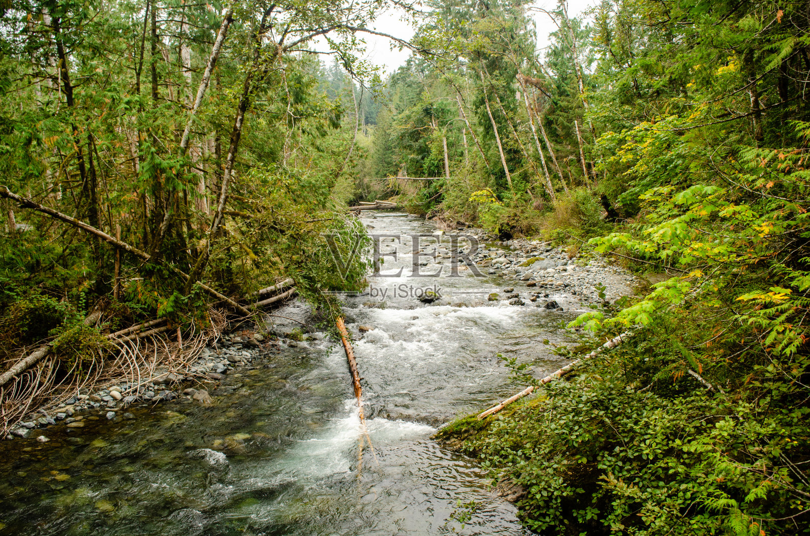 白色的水-小夸里肯河在岩石和木头上流过浅白色的水照片摄影图片