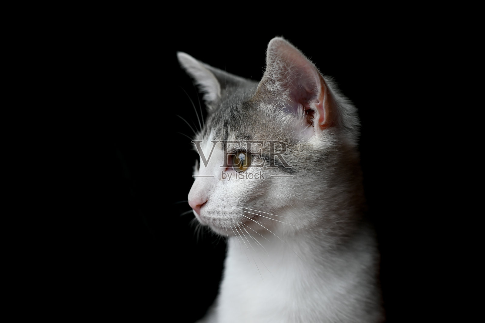 猫1照片摄影图片