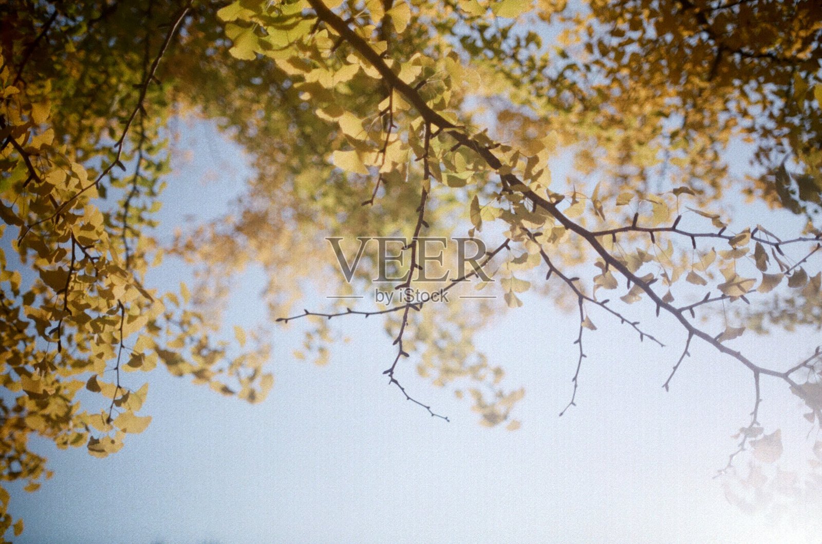 秋天的银杏树照片摄影图片