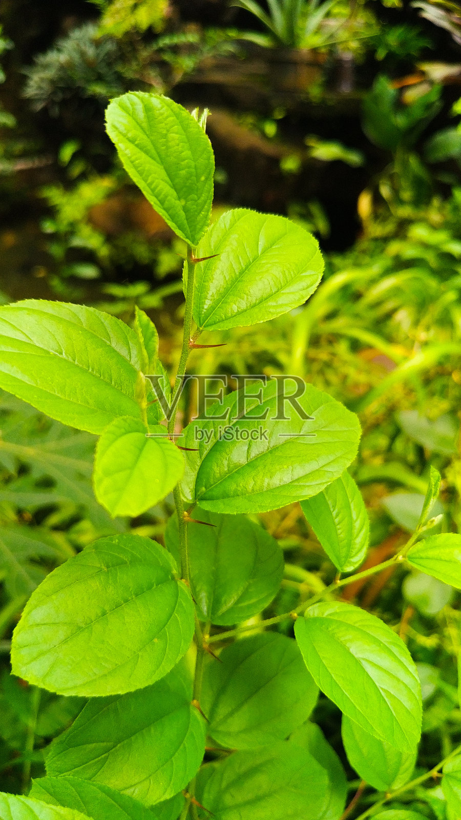 茎上有刺的屋檐照片摄影图片