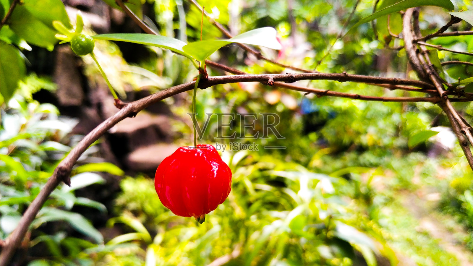 茂物城城市大院的鲜红水果照片摄影图片