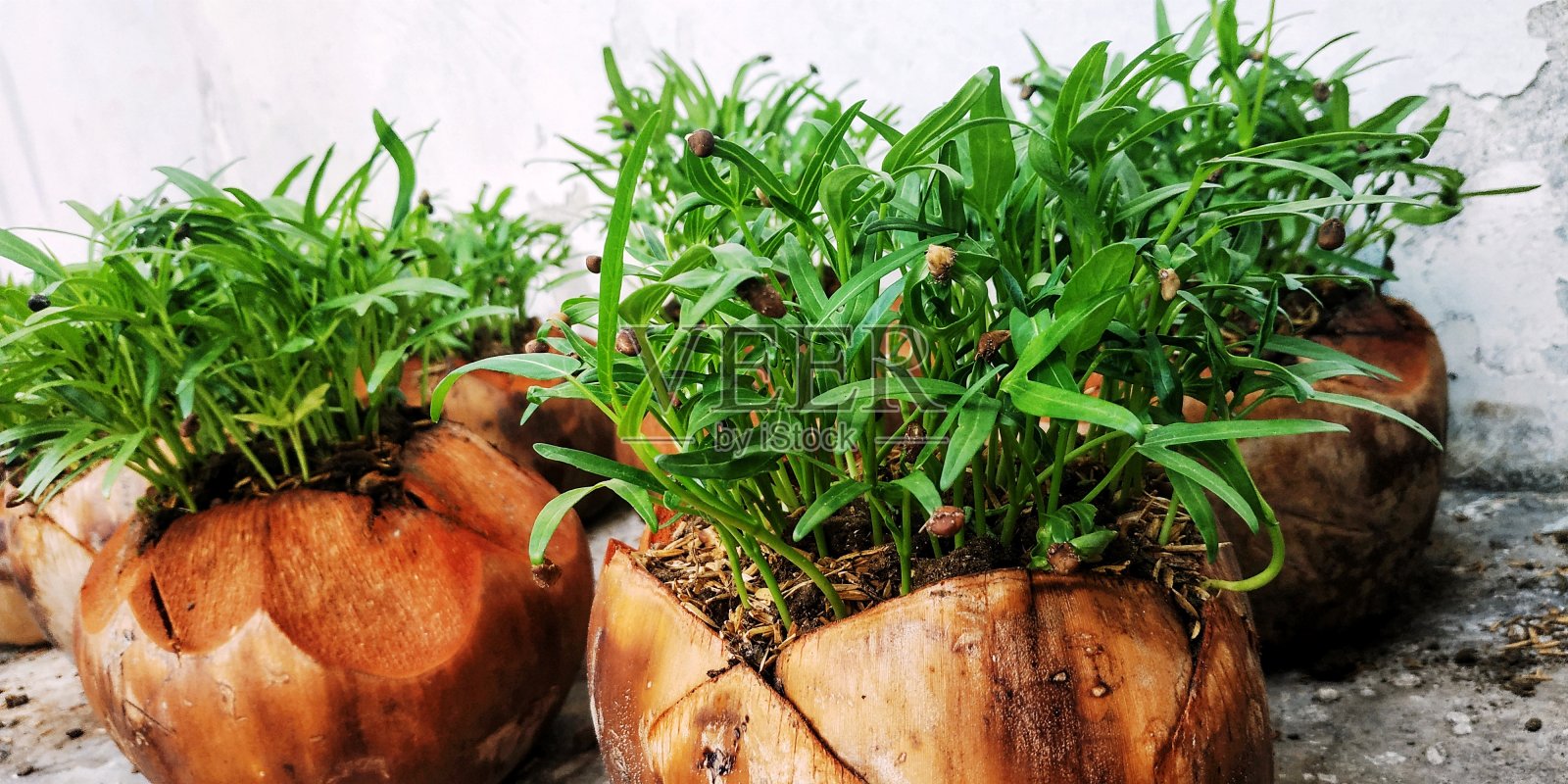 婴儿空心菜照片摄影图片