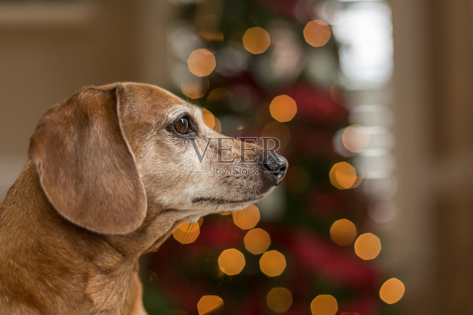 棕色的老腊肠狗坐在圣诞树前照片摄影图片