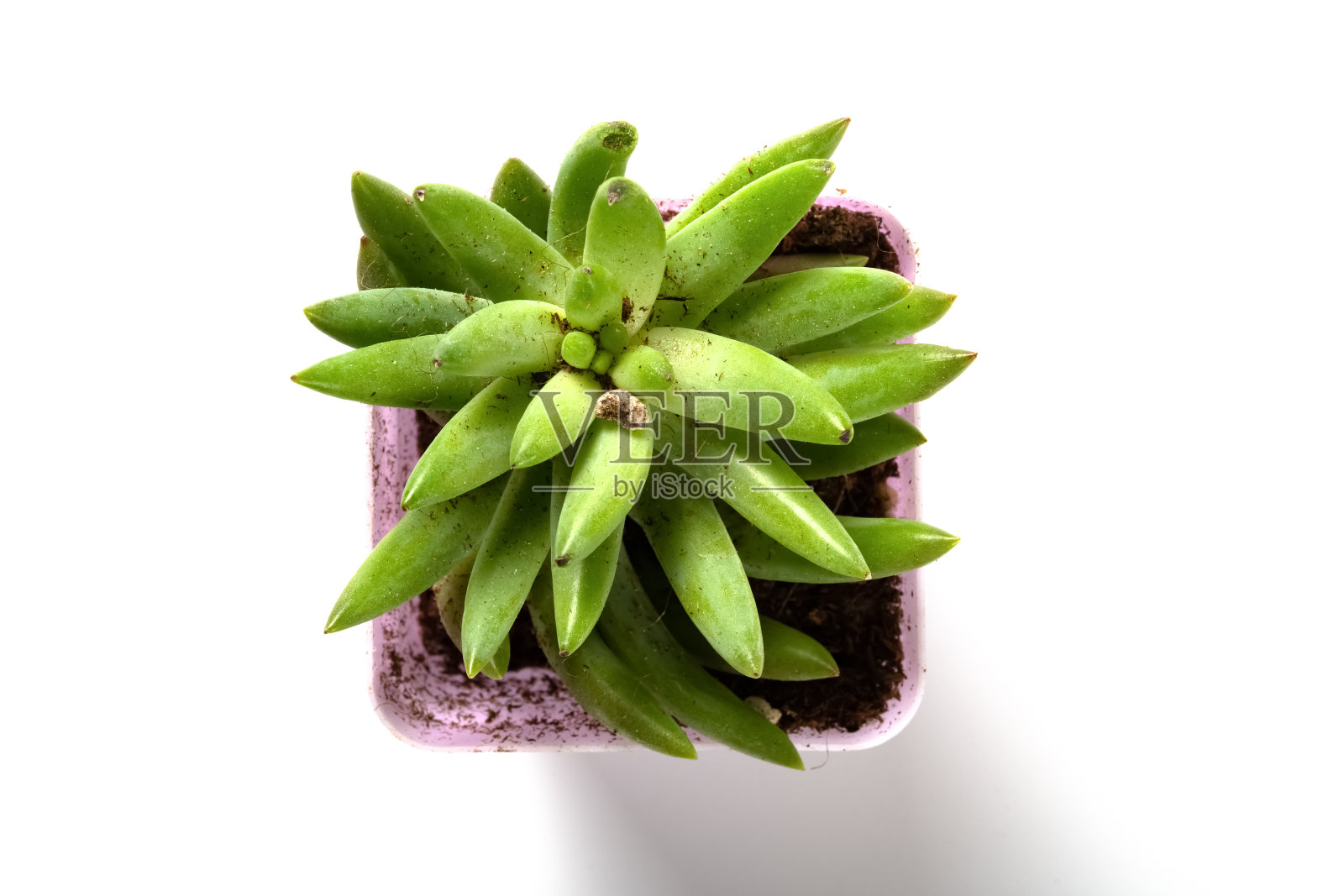 顶视图盆栽的绿色多肉植物在一个白色的背景照片摄影图片