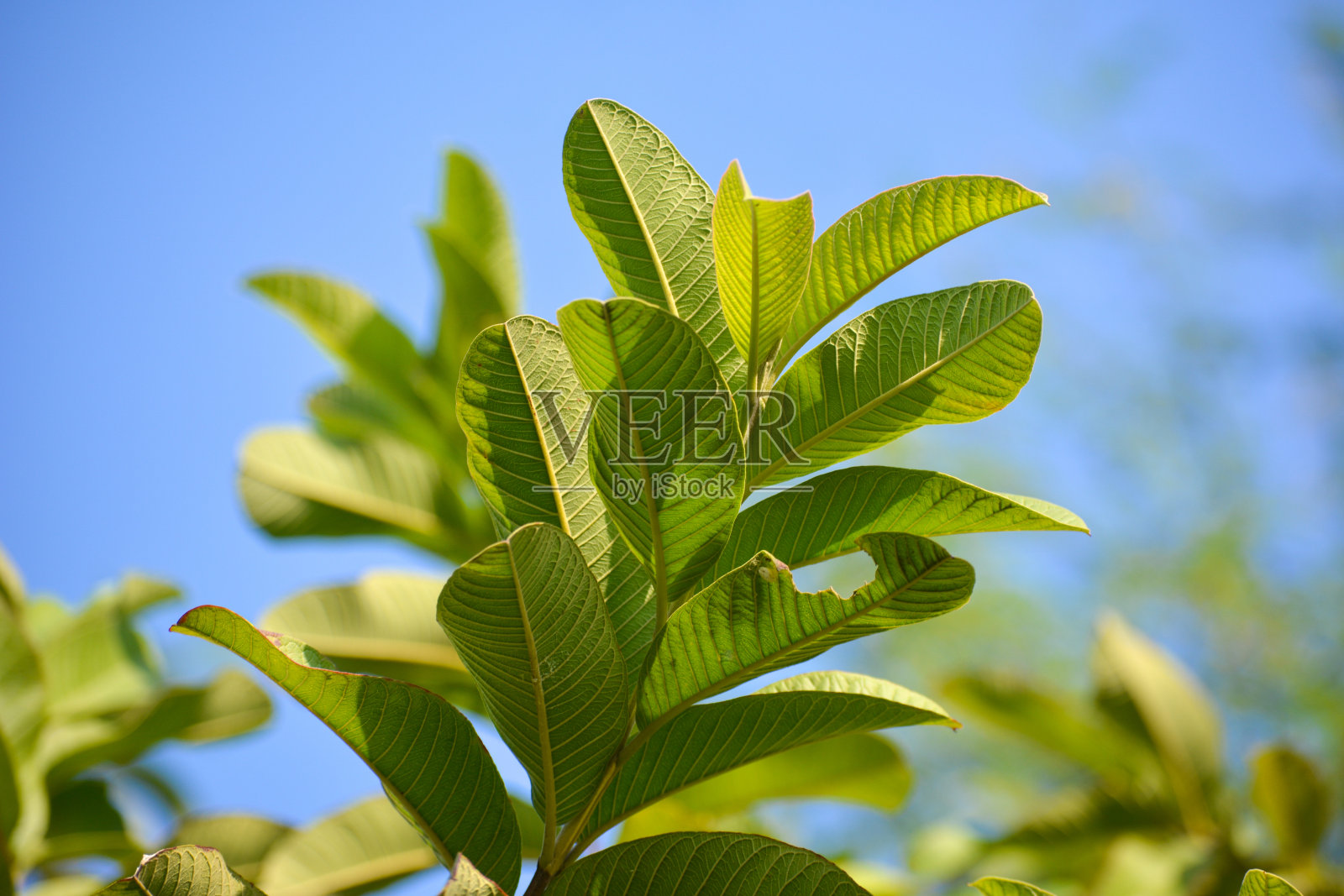 花园里的新鲜番石榴叶照片摄影图片