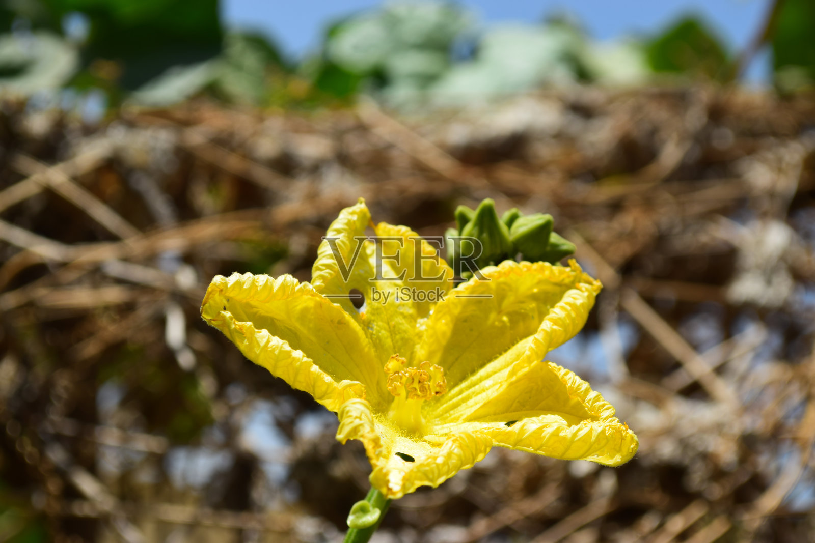 黄色蔬菜花近了。黄瓜植物叶片自然背景壁纸照片摄影图片