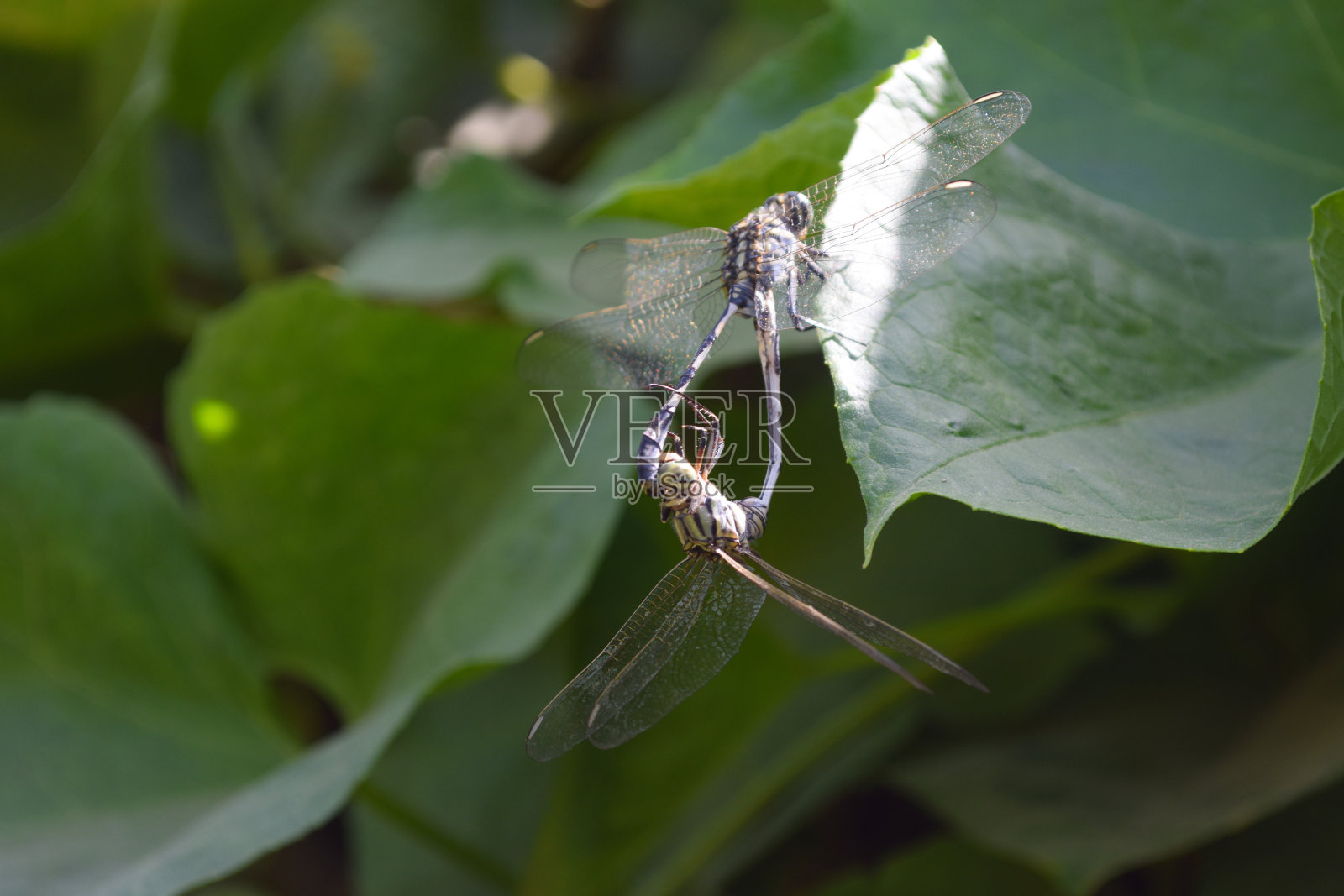 黑色昆虫靠近。动物蜻蜓上的绿色植物叶子为背景的自然壁纸照片摄影图片