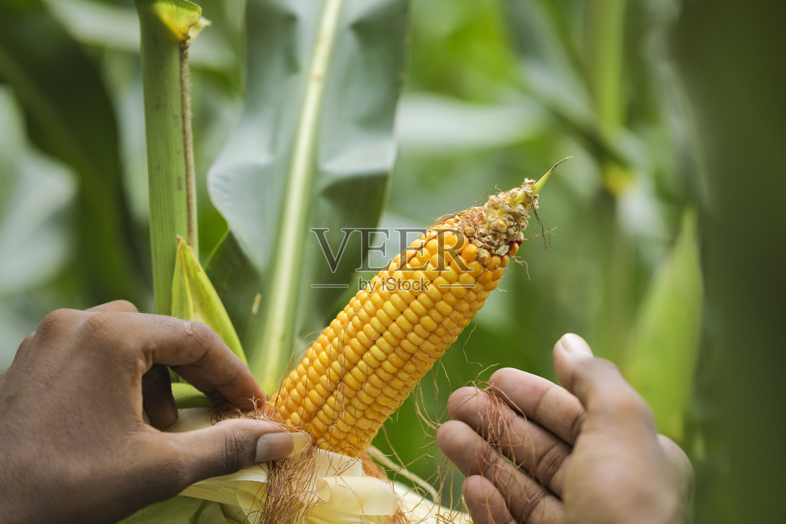 玉米田农场背景下的有机玉米棒照片摄影图片