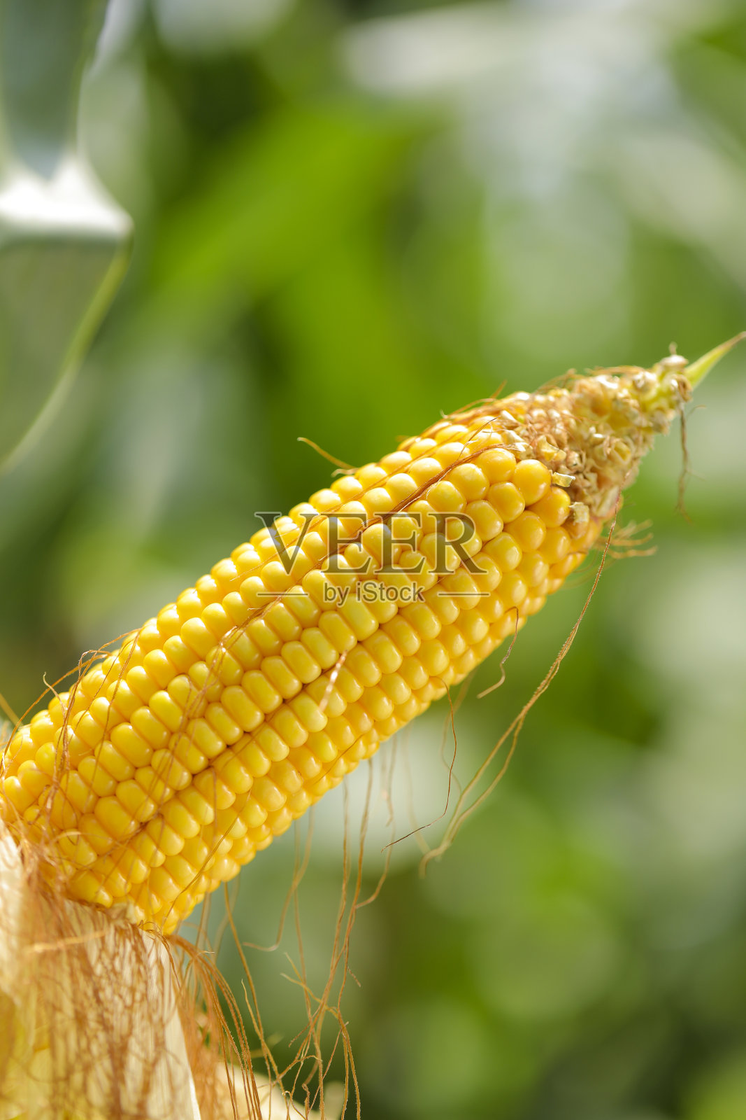 玉米田农场背景下的有机玉米棒照片摄影图片