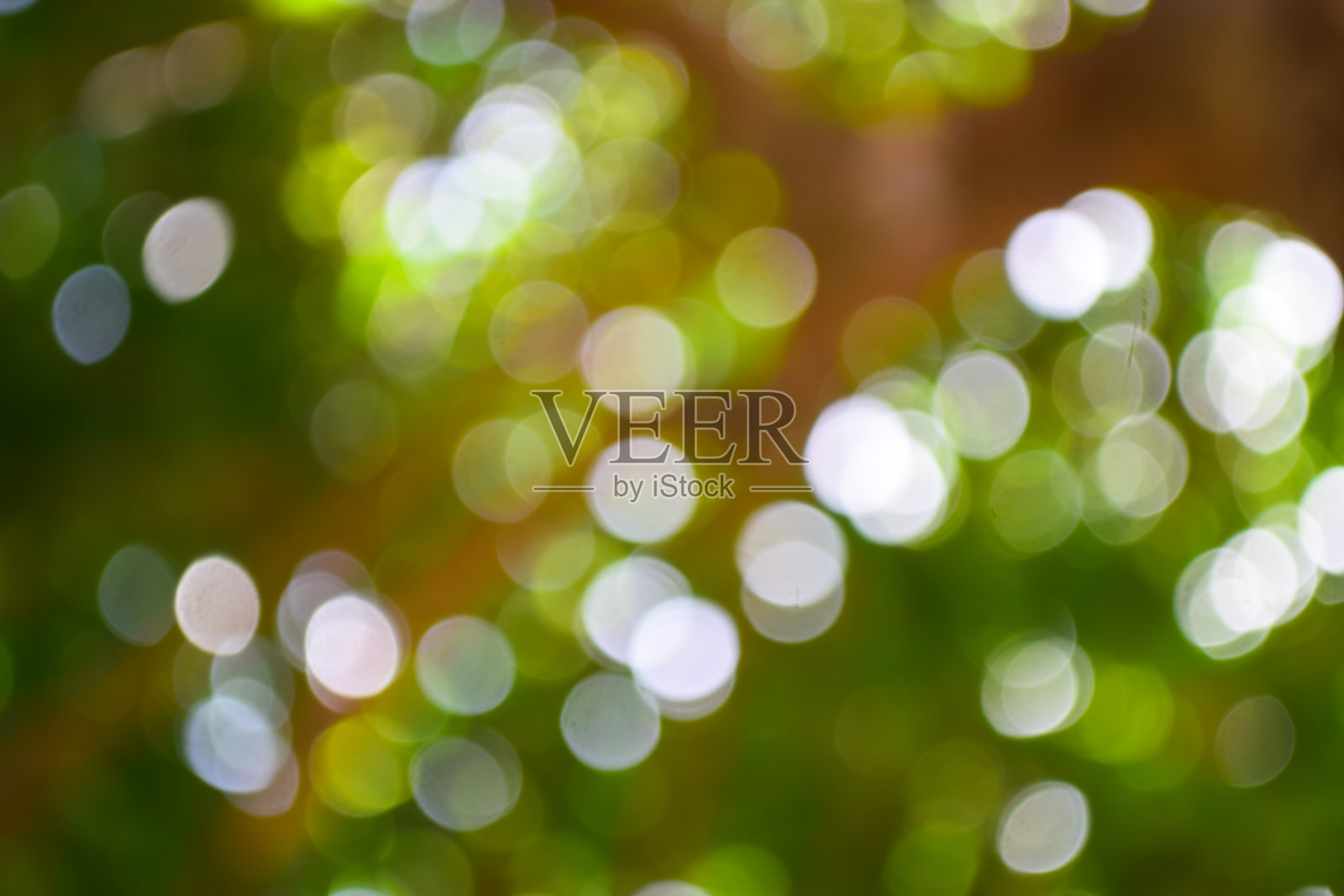 自然散景特写。绿色植物叶子背景自然壁纸光线照片摄影图片