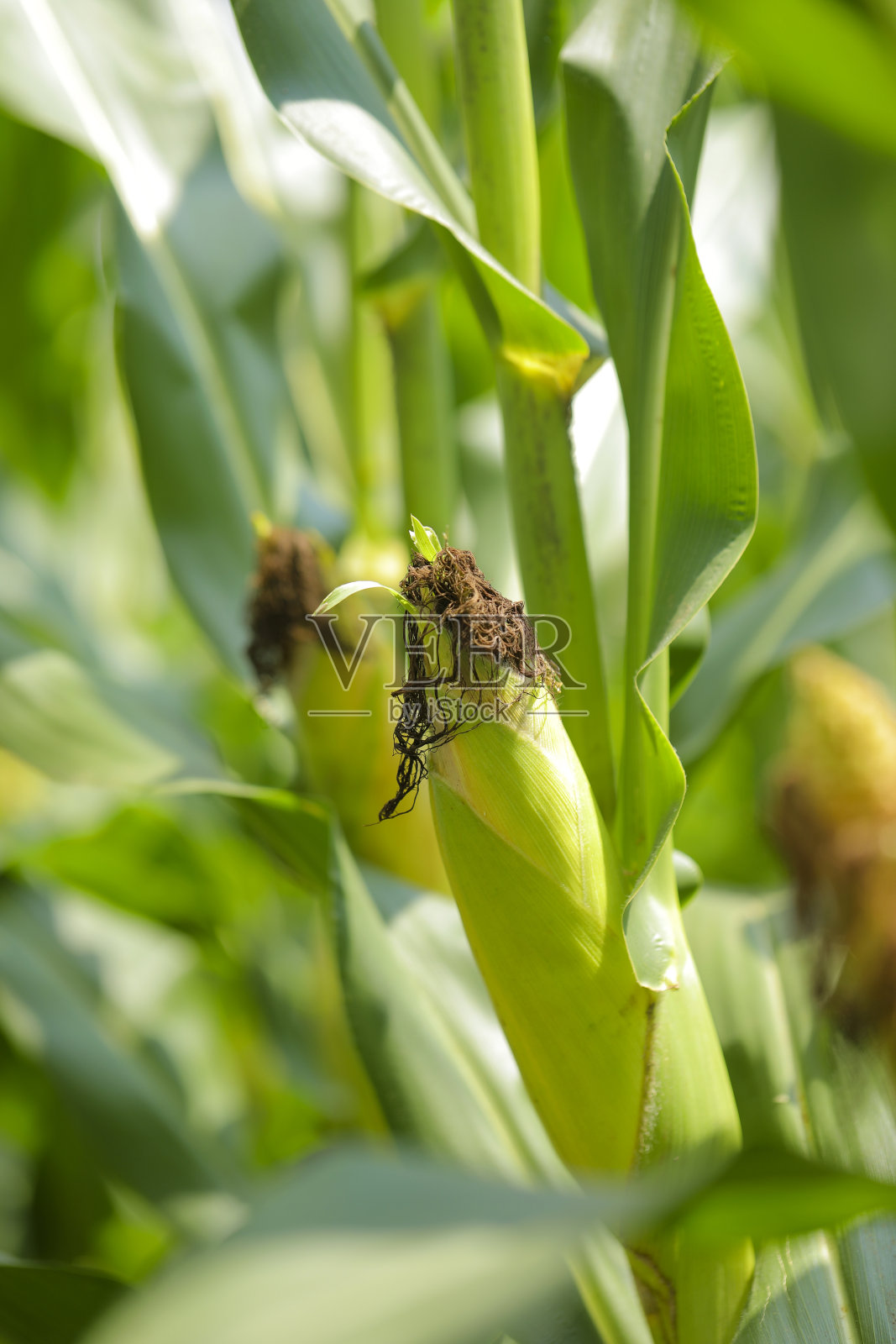 新鲜的绿色玉米农场在印度照片摄影图片