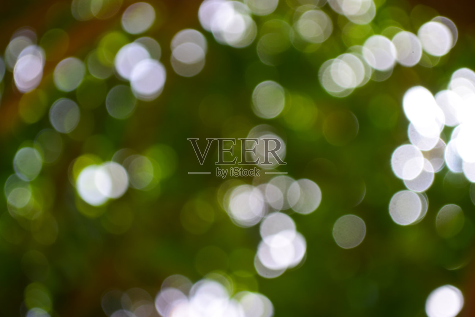 自然散景特写。绿色植物叶子背景自然壁纸光线照片摄影图片