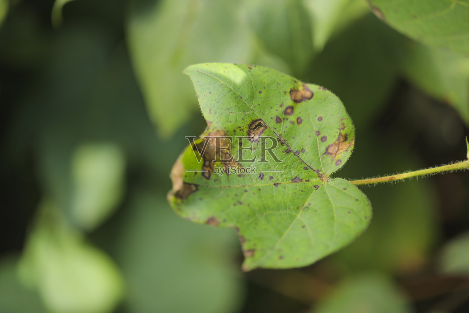 棉花农场的棉花叶片病害照片摄影图片
