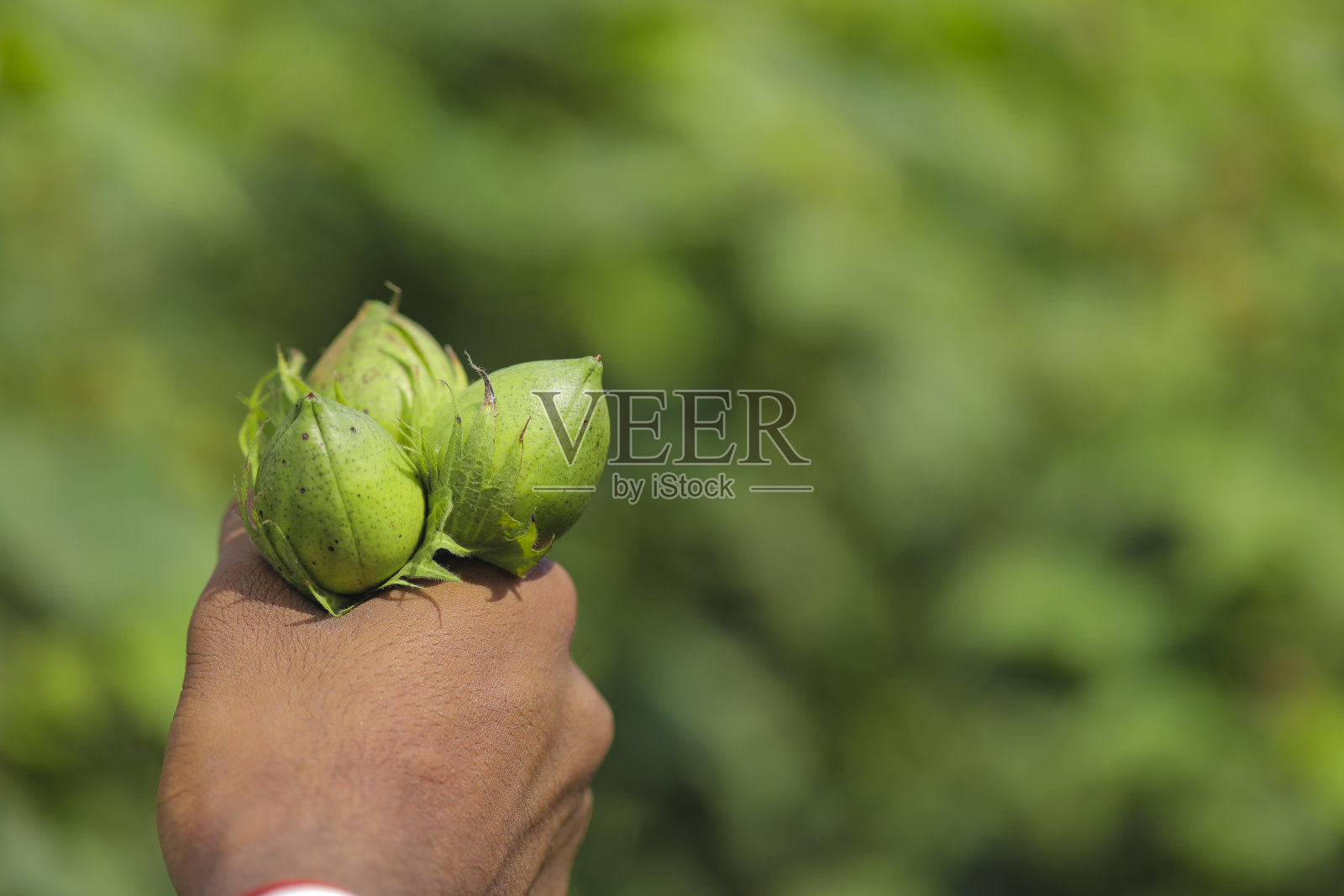 棉花地里的棉花果实照片摄影图片