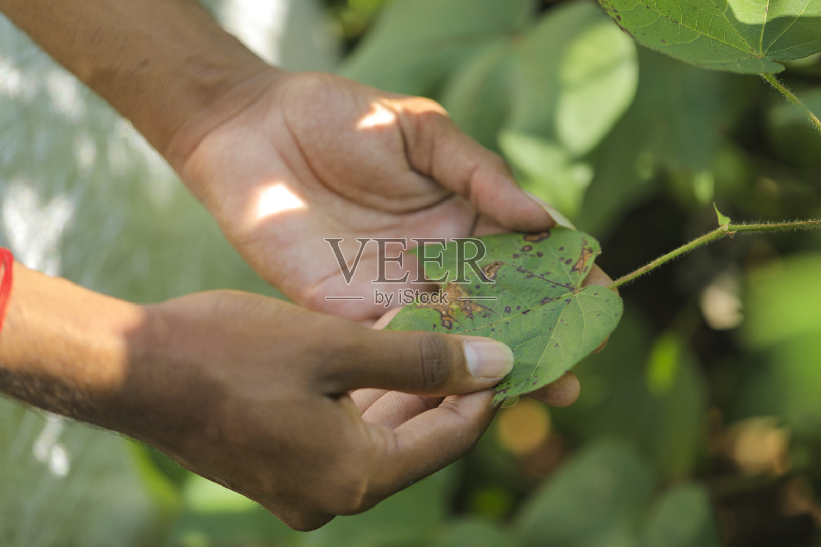 棉花农场的棉花叶片病害照片摄影图片