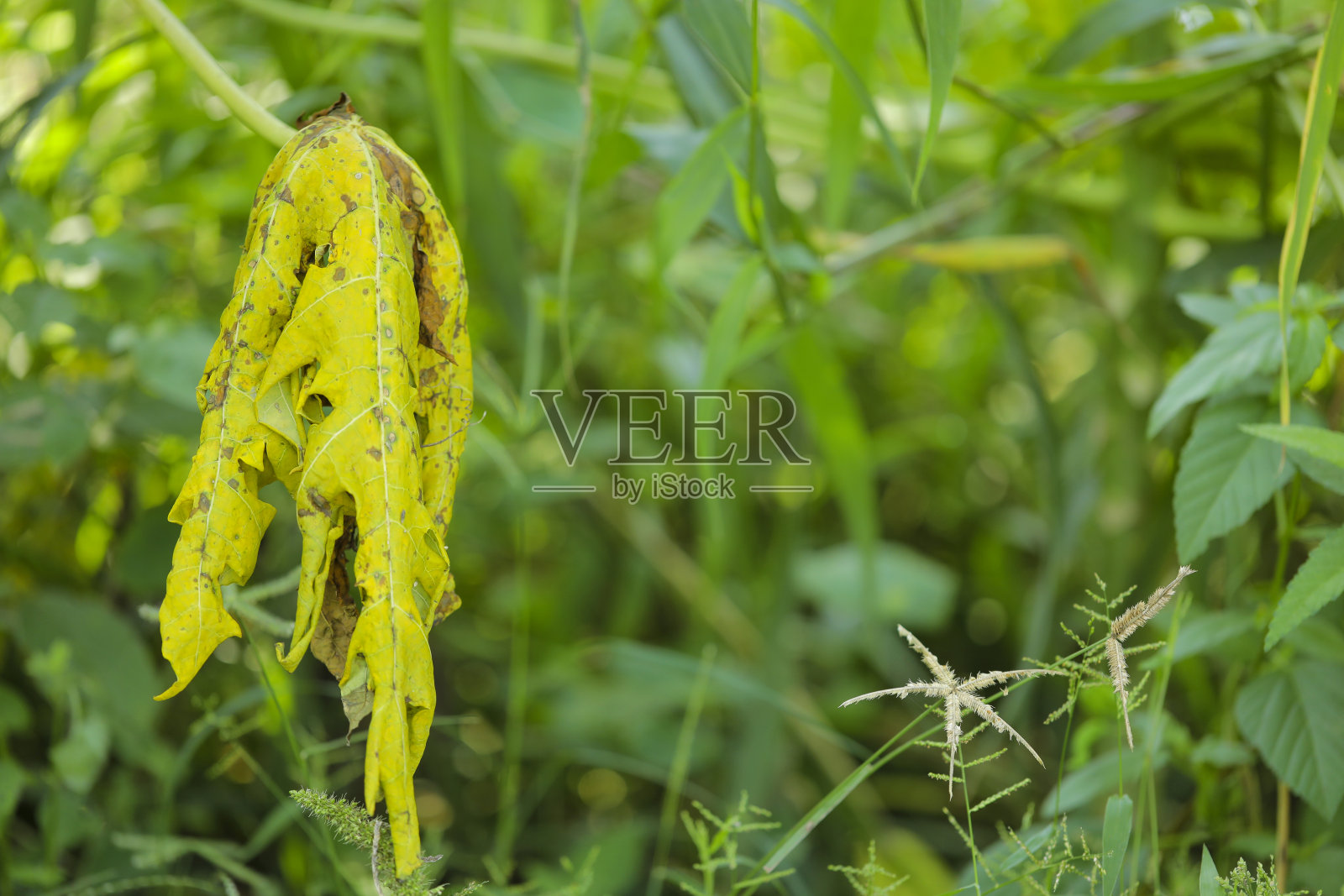 损坏的或干燥的木瓜叶照片摄影图片