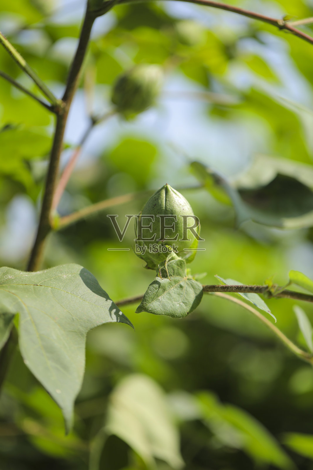 棉花地里的绿棉花果实照片摄影图片