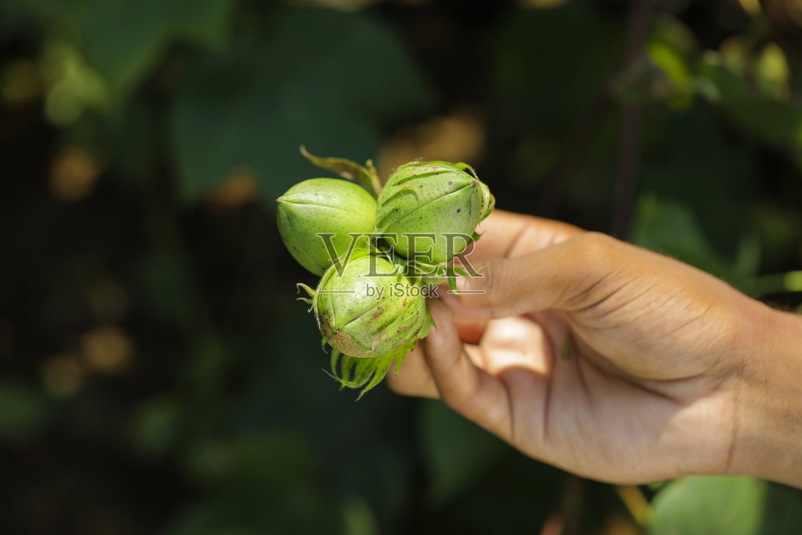 棉花地里的棉花果实照片摄影图片