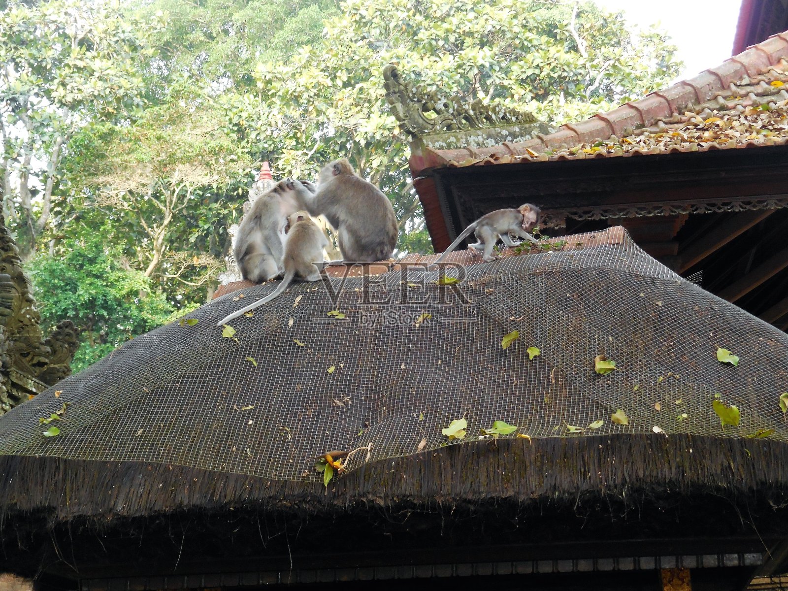 猴子照片摄影图片