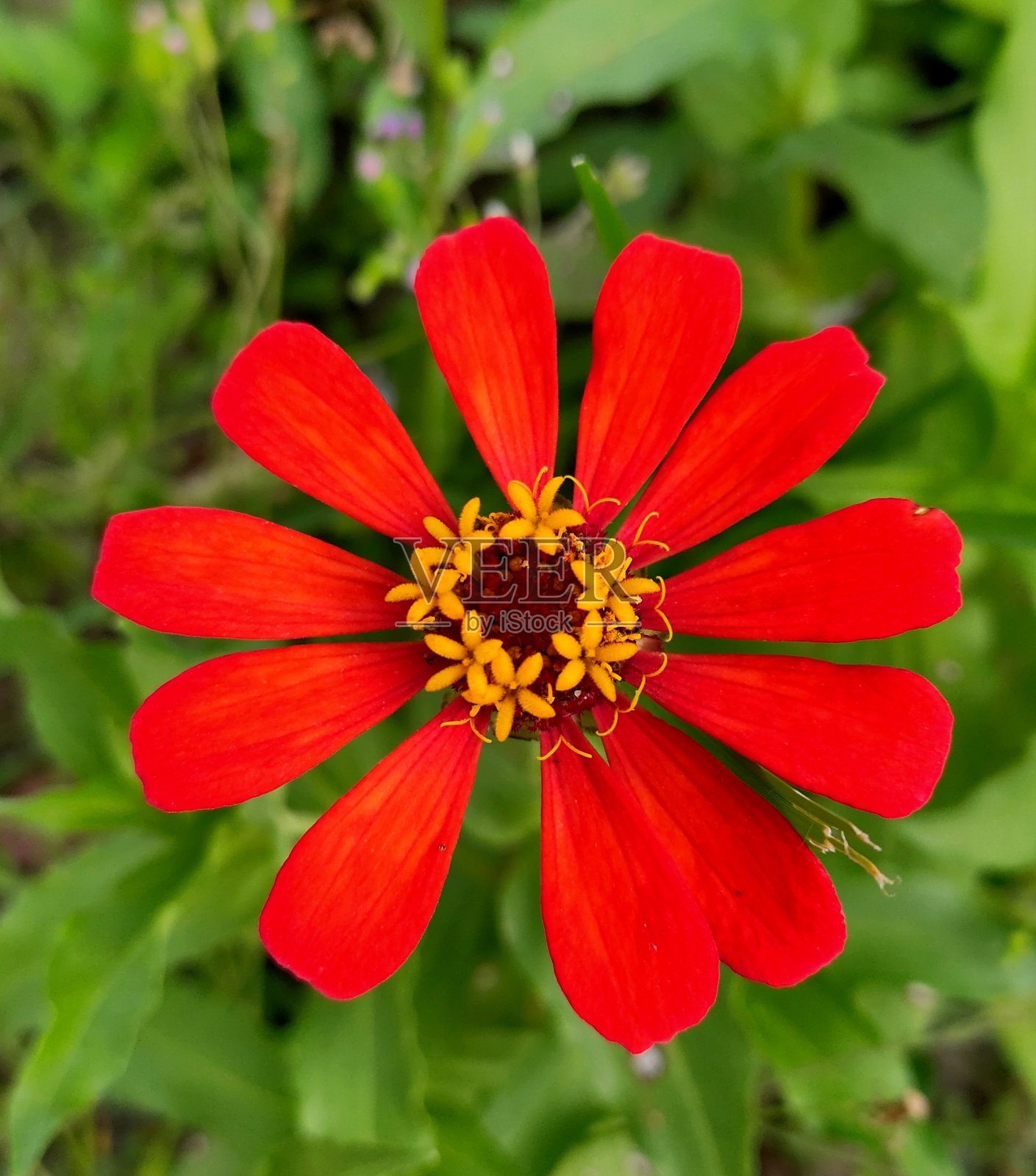 美丽的红色的向日葵照片摄影图片