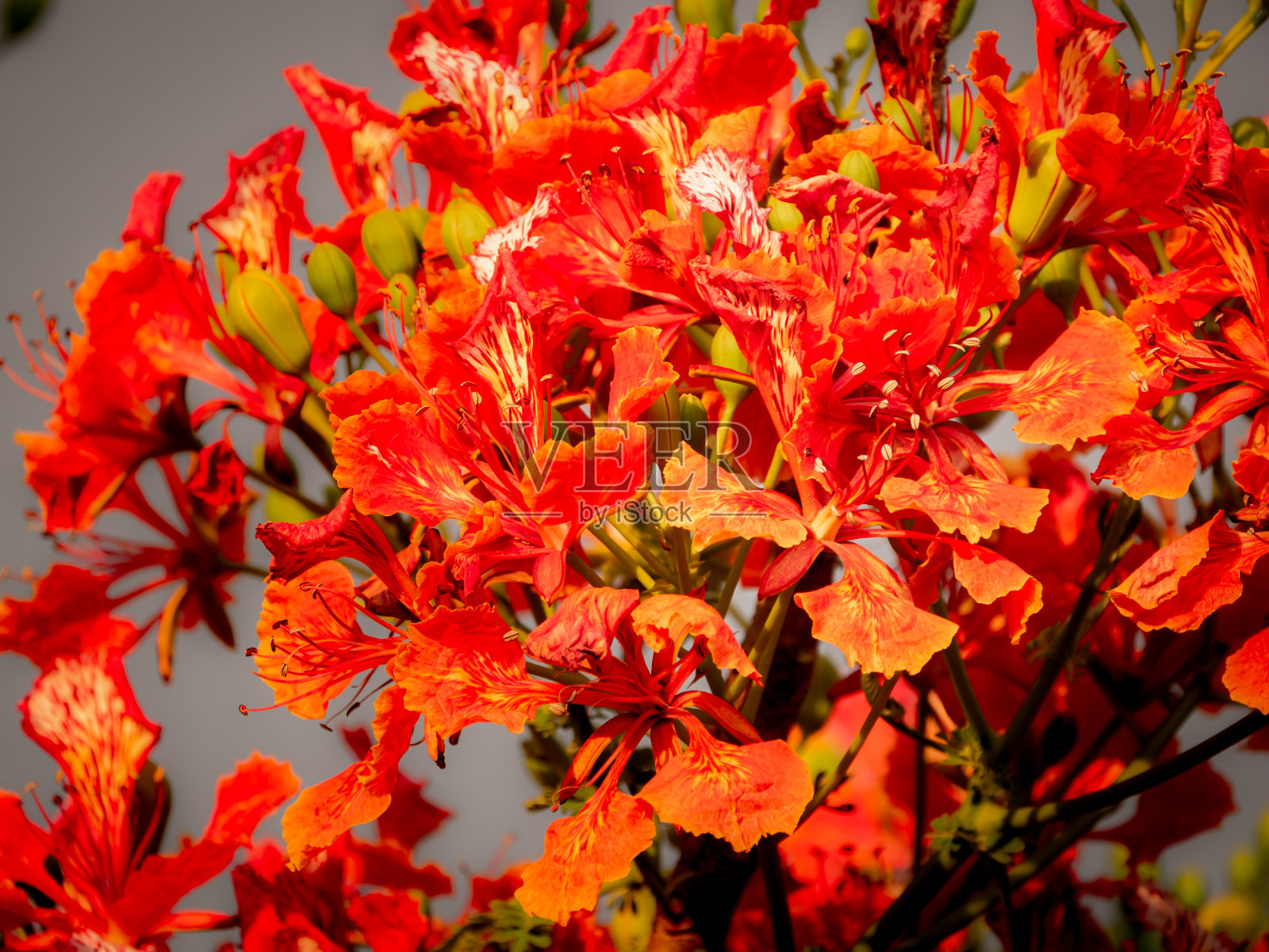 一束盛开的火焰树花照片摄影图片