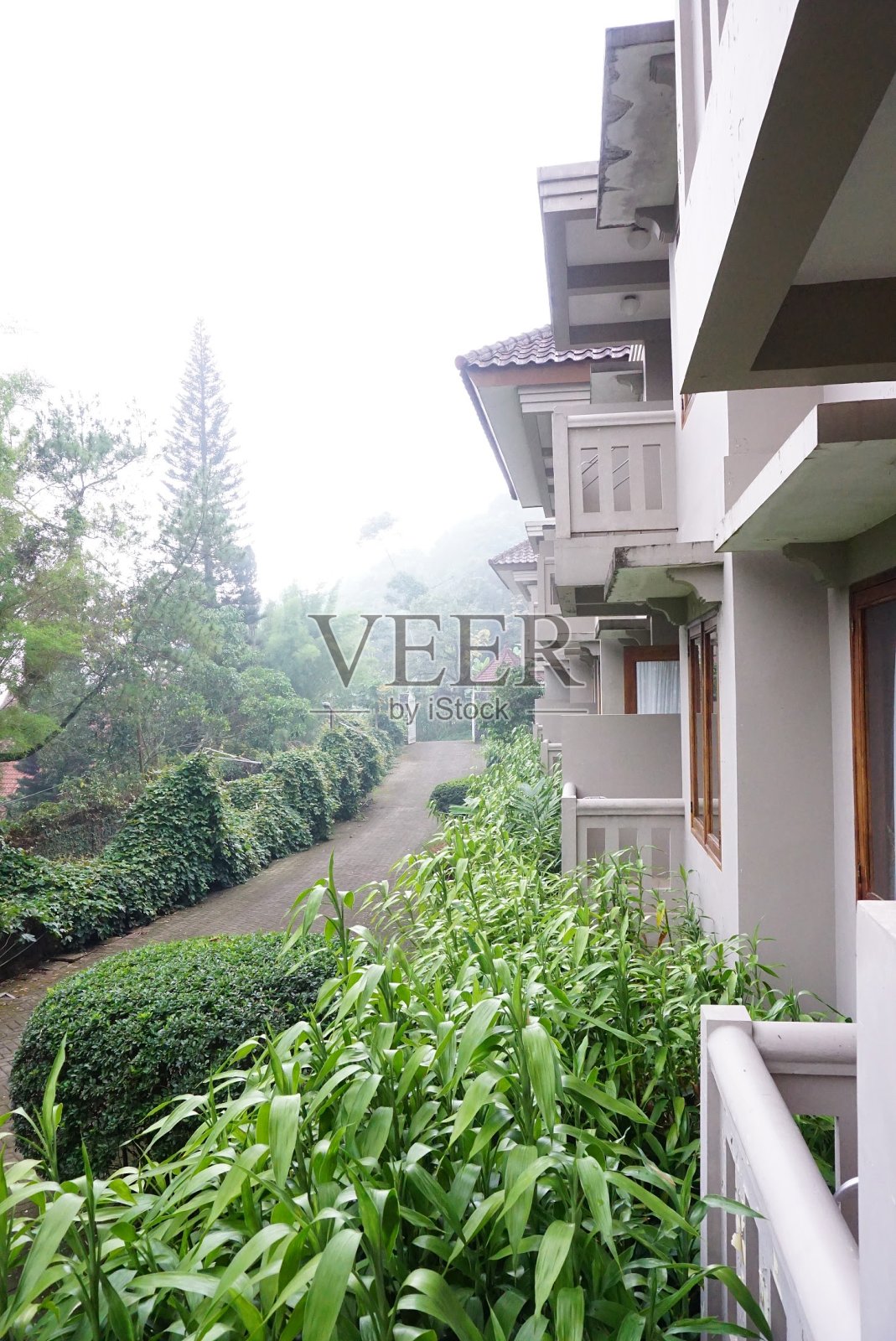 自然与雾照片摄影图片