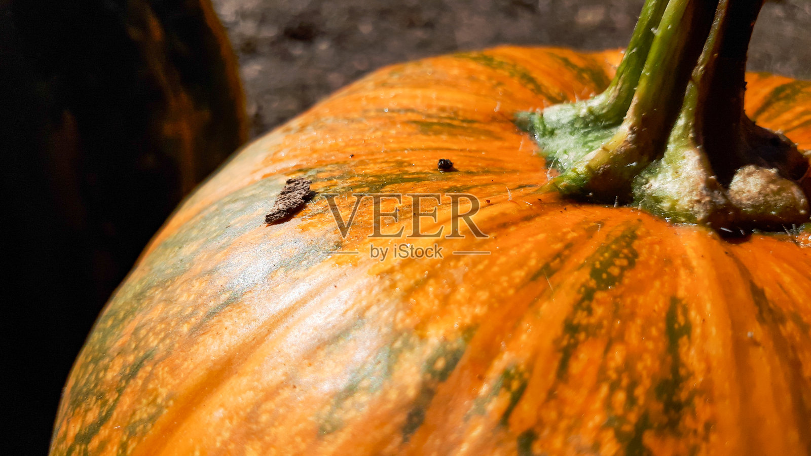 万圣节熟南瓜在户外。橙色南瓜作为庆祝蔬菜。季节性装饰品照片摄影图片