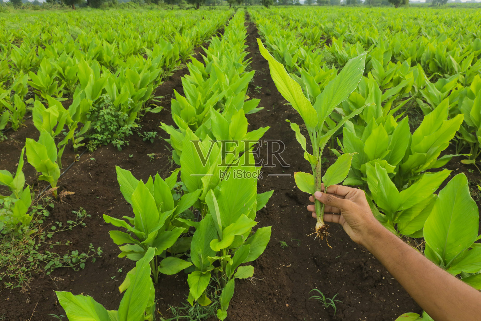 香蕉种植园。香蕉农场。一个年轻人手里拿着香蕉在田间照片摄影图片