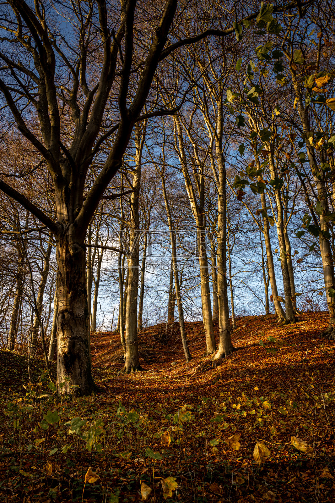 秋天的森林点缀着金色。照片来自瑞典斯卡尼亚的菲尔山谷照片摄影图片