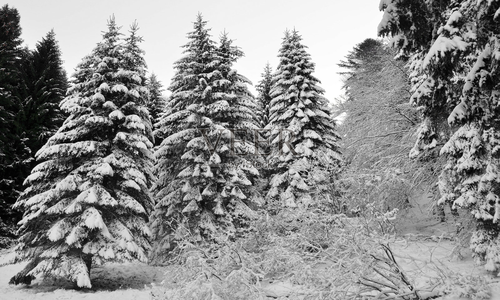 雪白的森林照片摄影图片