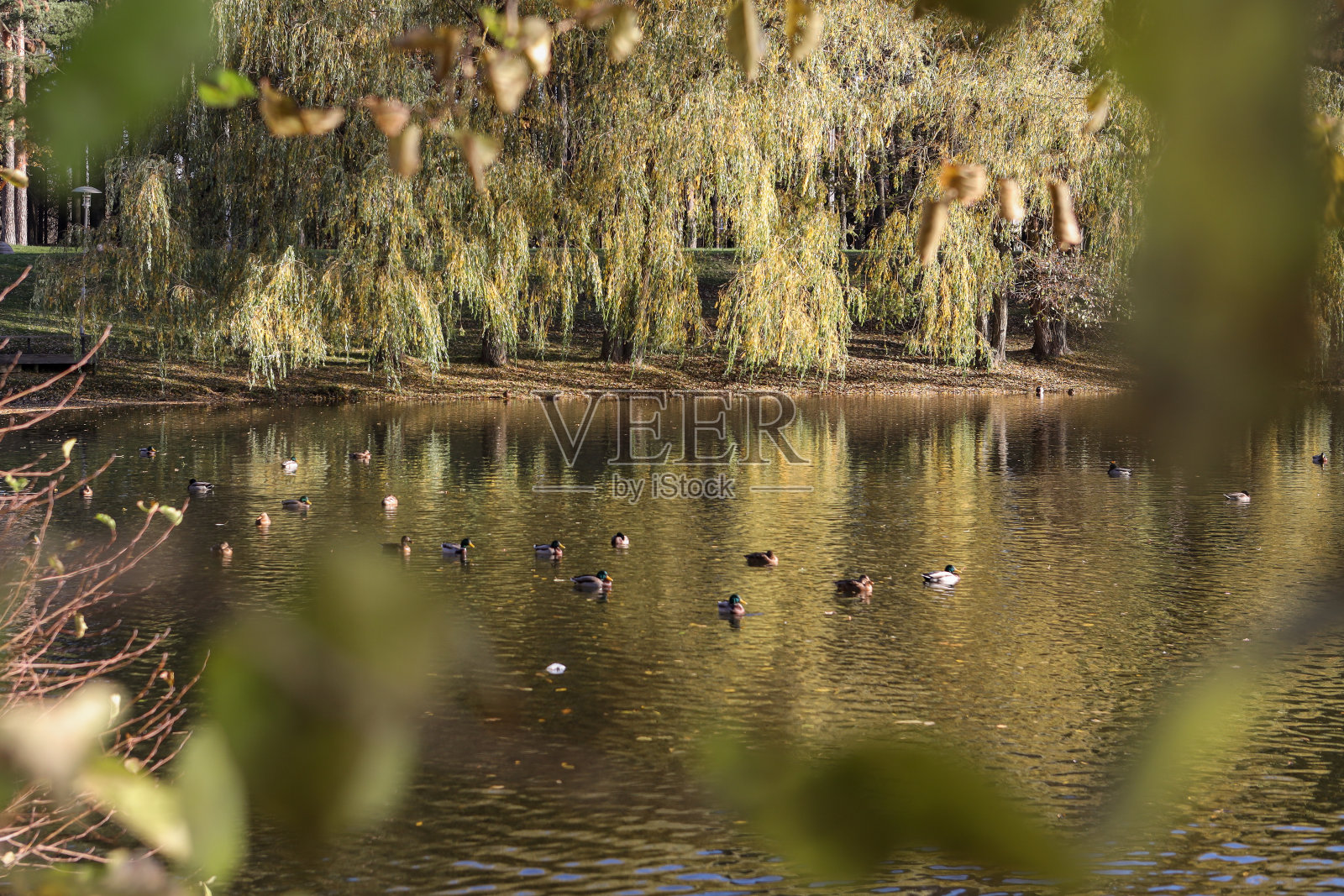 小鸭子在池塘里游泳照片摄影图片