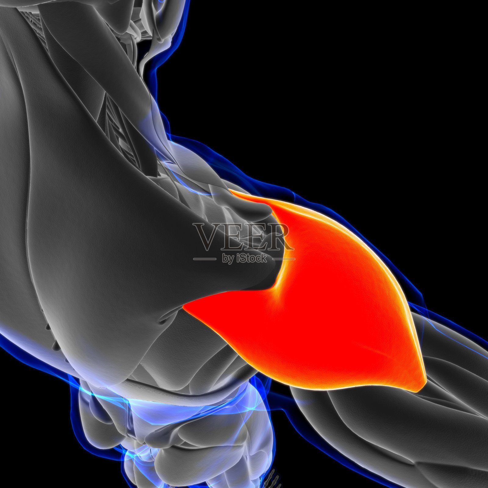 三角肌解剖医学概念3D插图照片摄影图片