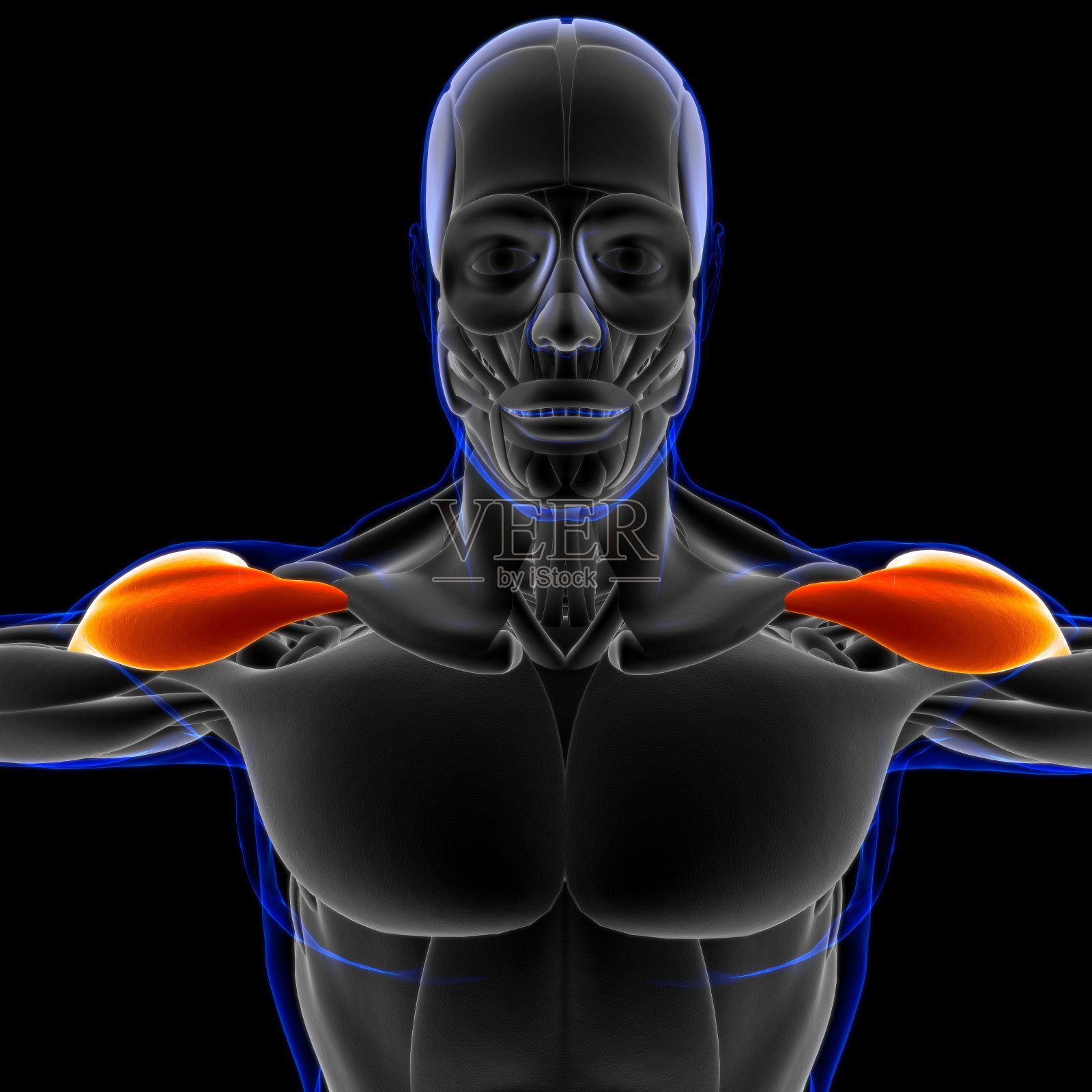 三角肌解剖医学概念3D插图照片摄影图片