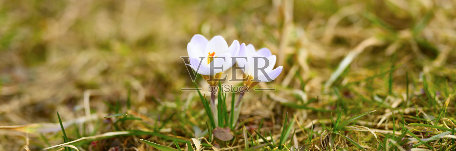 花是番红花盛开，白色的紫丁香色，生长在枯草上。春天的第一朵花在户外的大自然中照片摄影图片