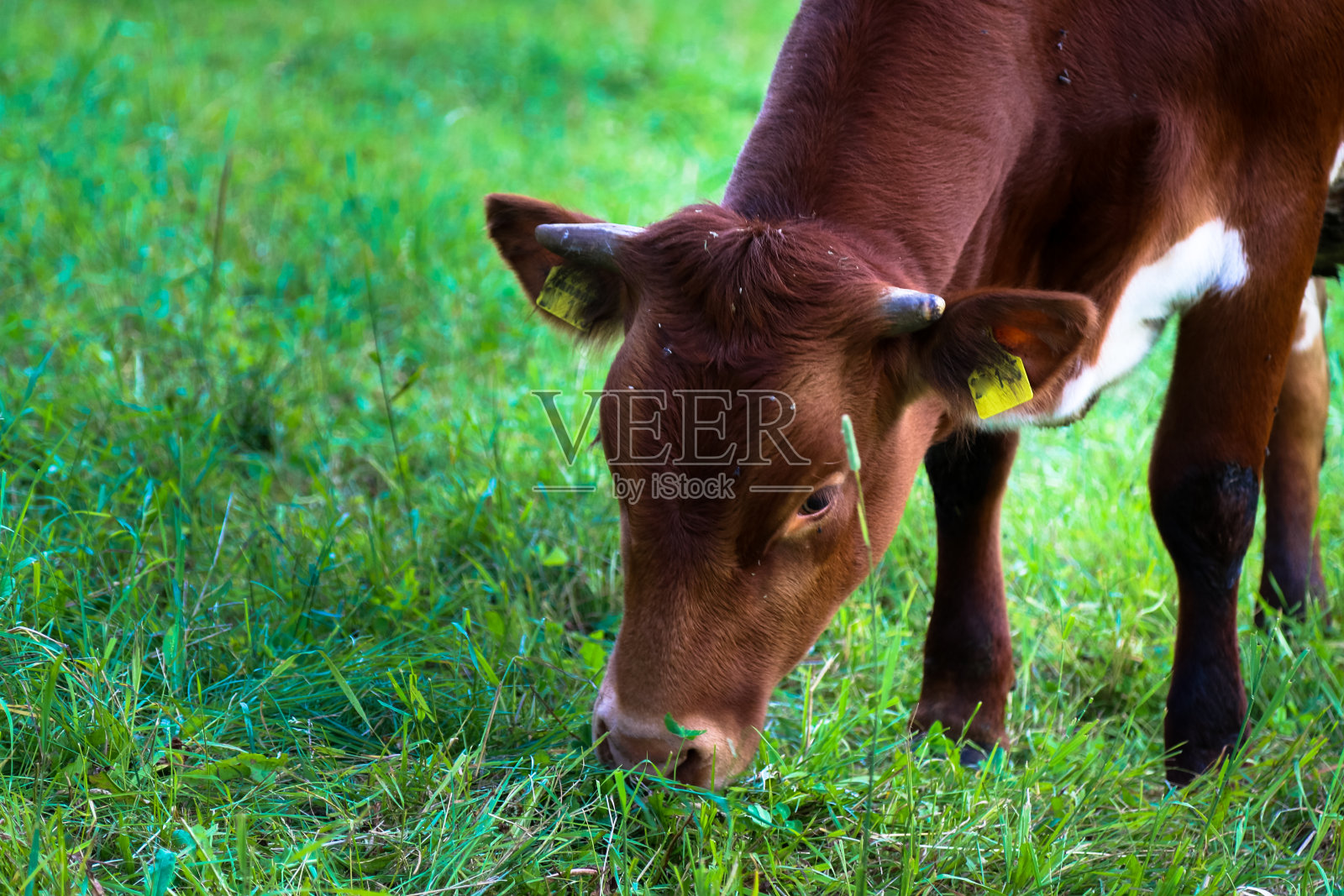 在草地上吃草的牛照片摄影图片