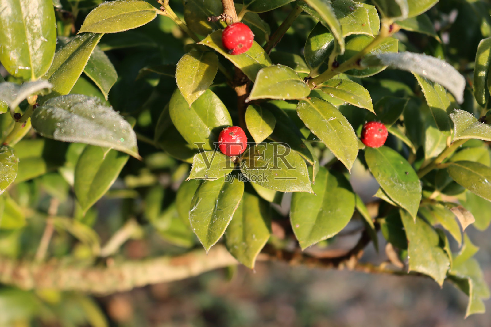 冬青灌木上霜的特写照片摄影图片