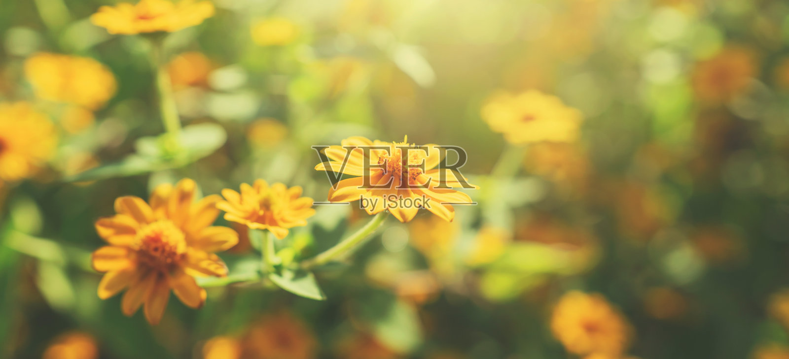 在大自然的背景下，黄色的花朵绽放着阳光照片摄影图片