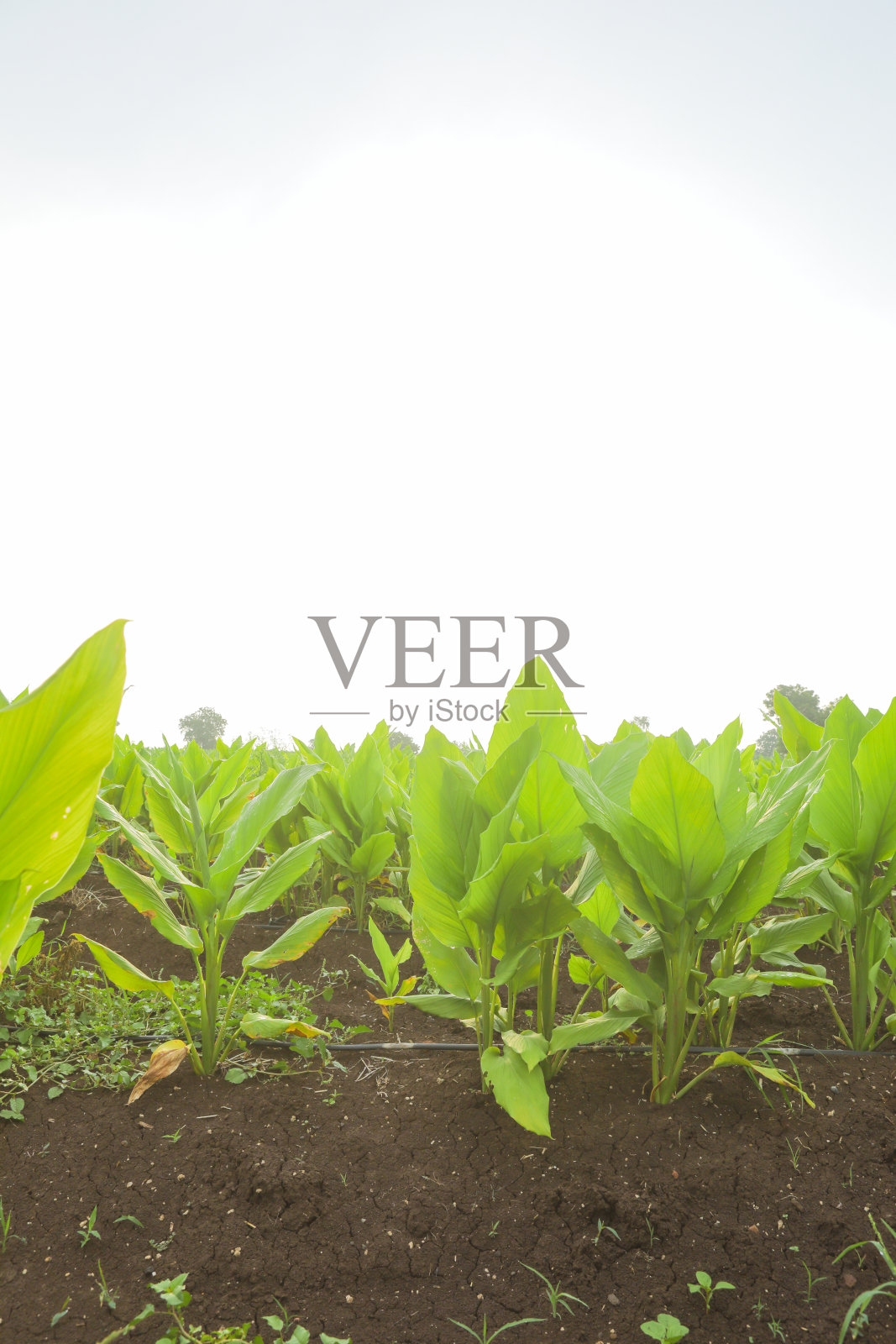 香蕉种植园。香蕉农场。年轻的香蕉在印度的一个农村农场照片摄影图片