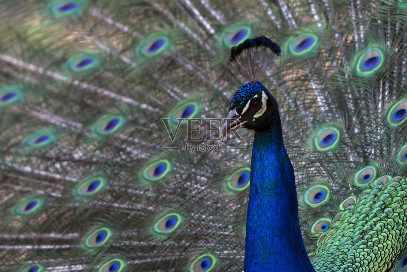 美丽的孔雀羽毛的肖像照片摄影图片
