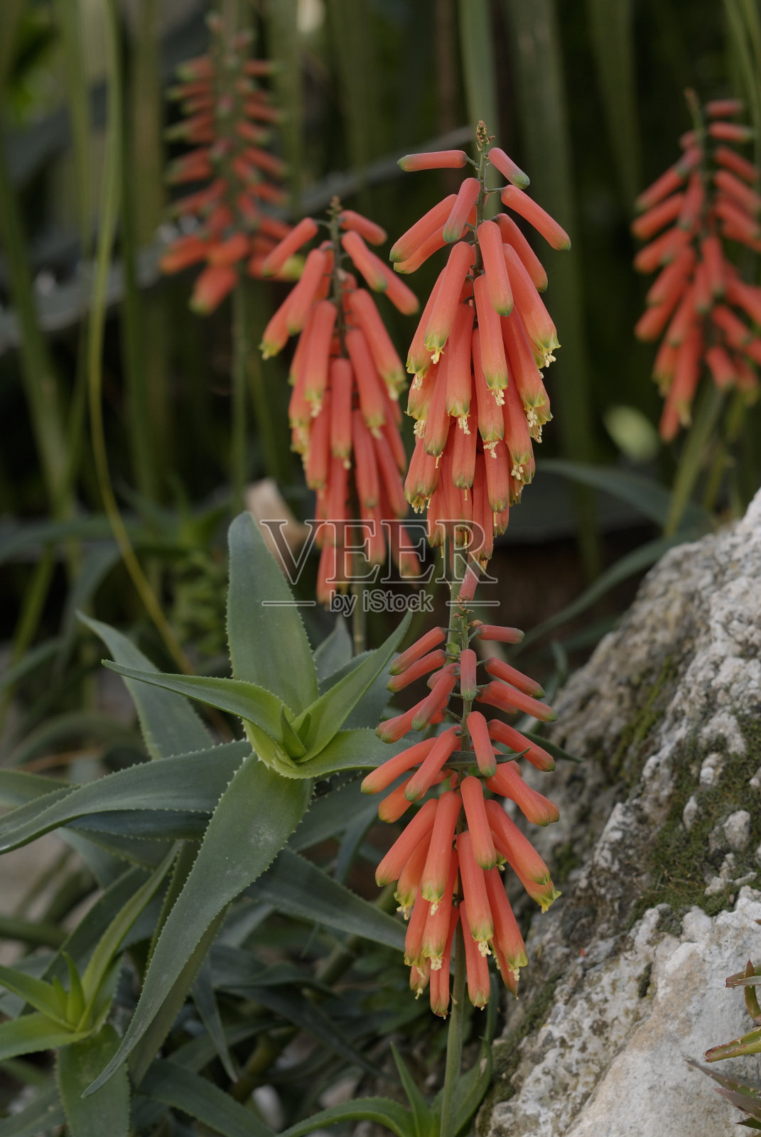 芦荟照片摄影图片