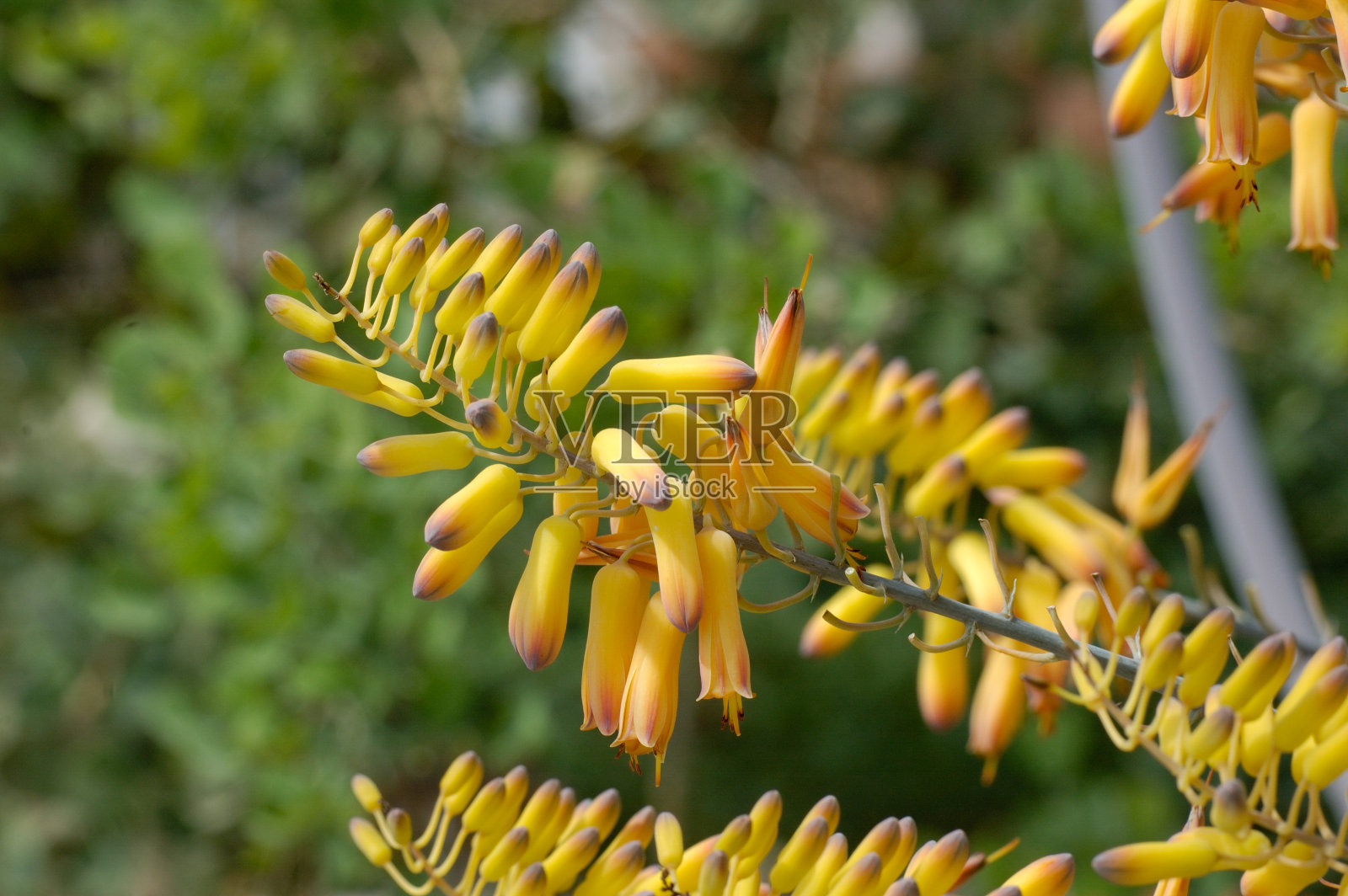 芦荟照片摄影图片