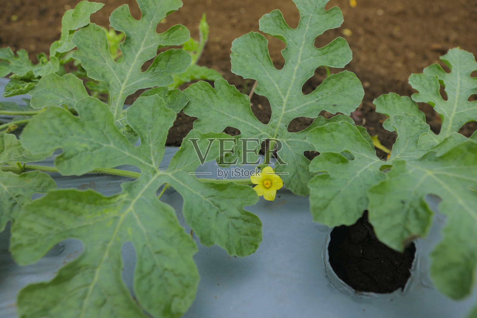 在农田种植西瓜照片摄影图片