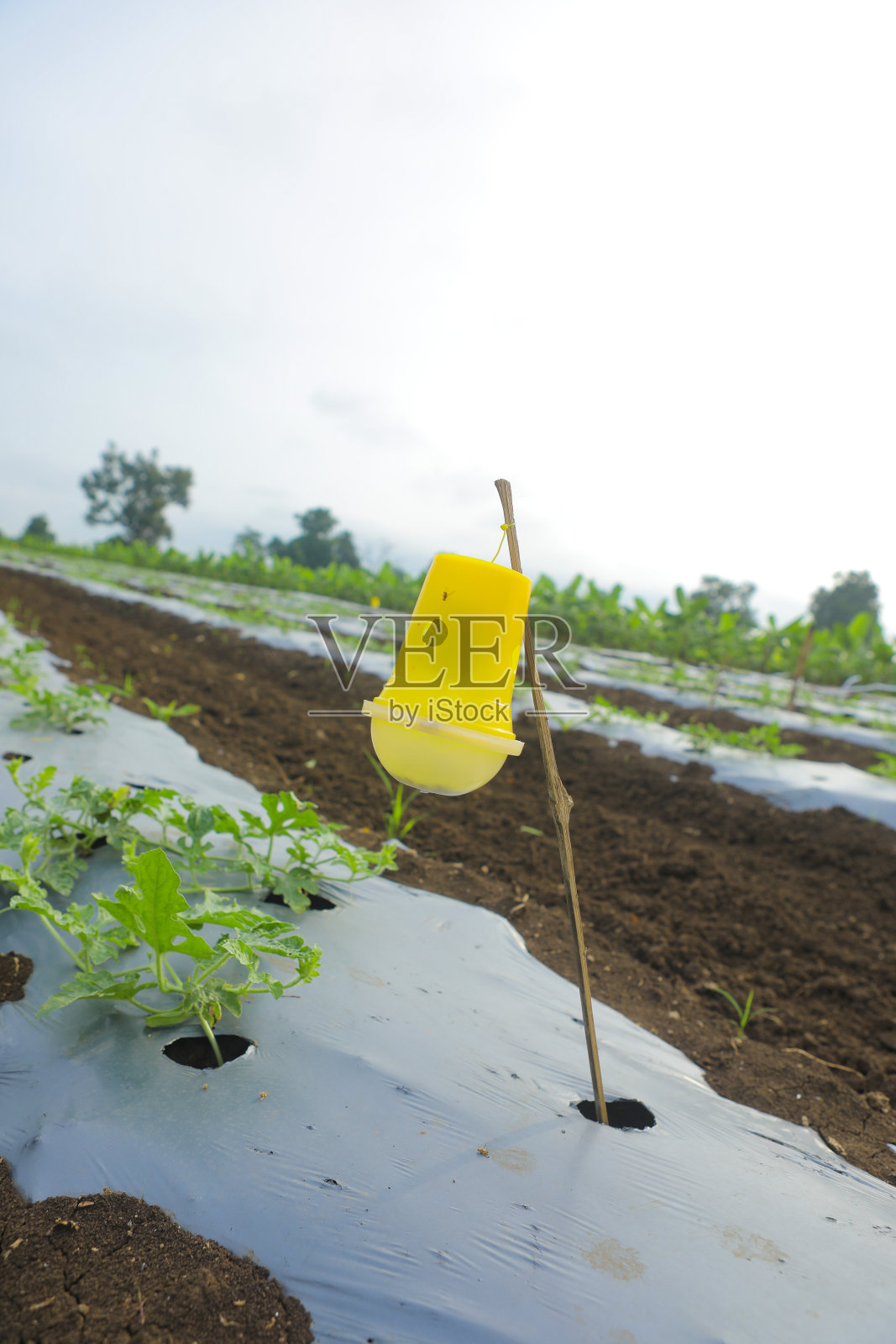 在农田种植西瓜，并覆盖塑料纸以保护西瓜照片摄影图片