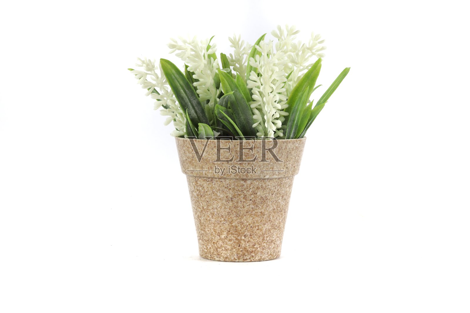 花照片摄影图片