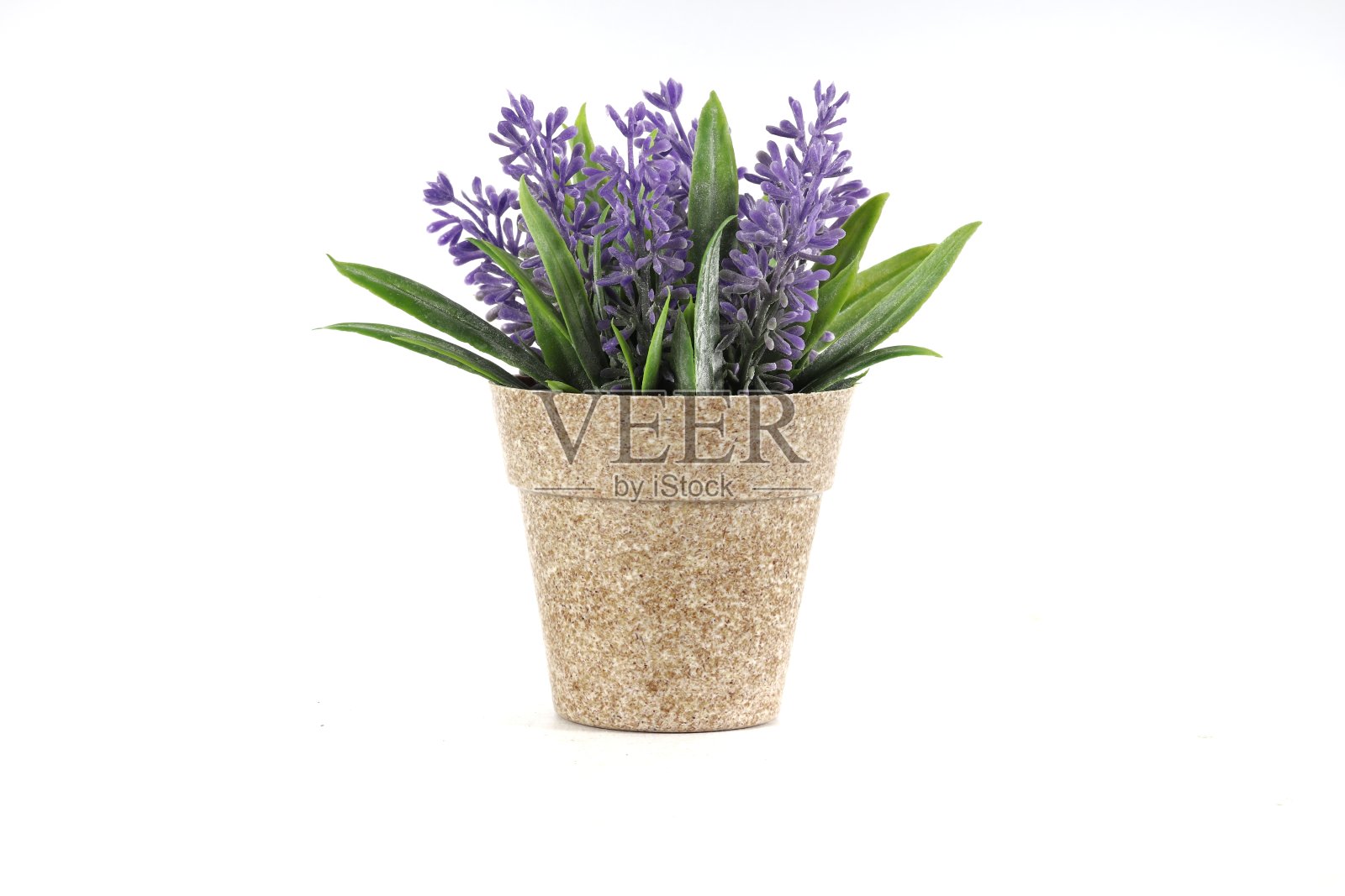 花照片摄影图片