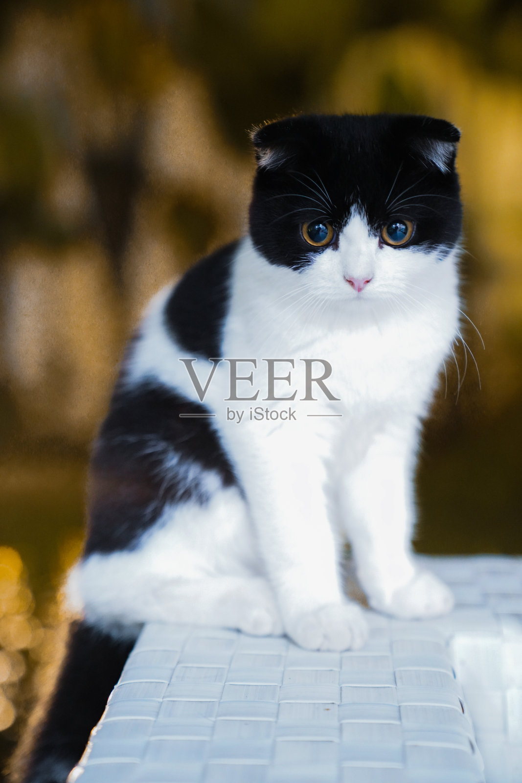 看相机的猫照片摄影图片