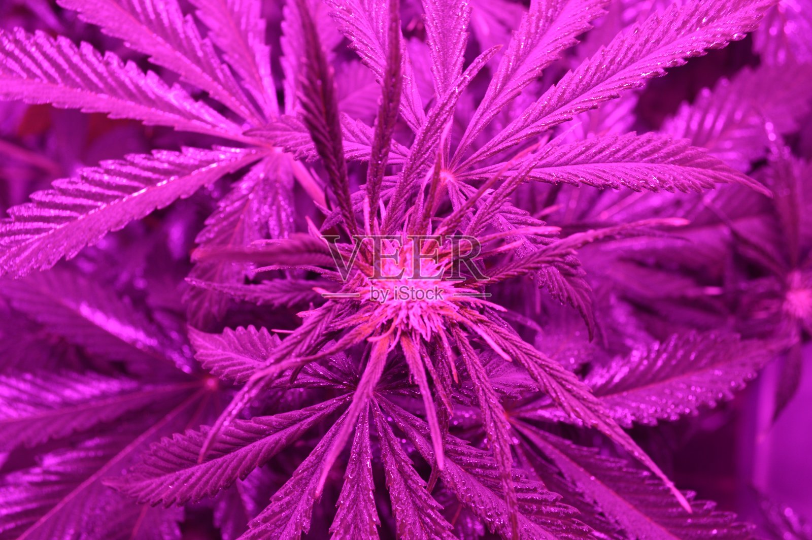 生长在室内照片摄影图片