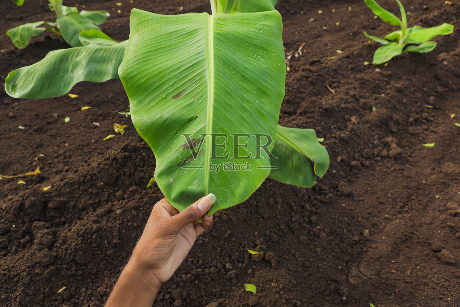 手里拿着损坏的香蕉叶在田间照片摄影图片