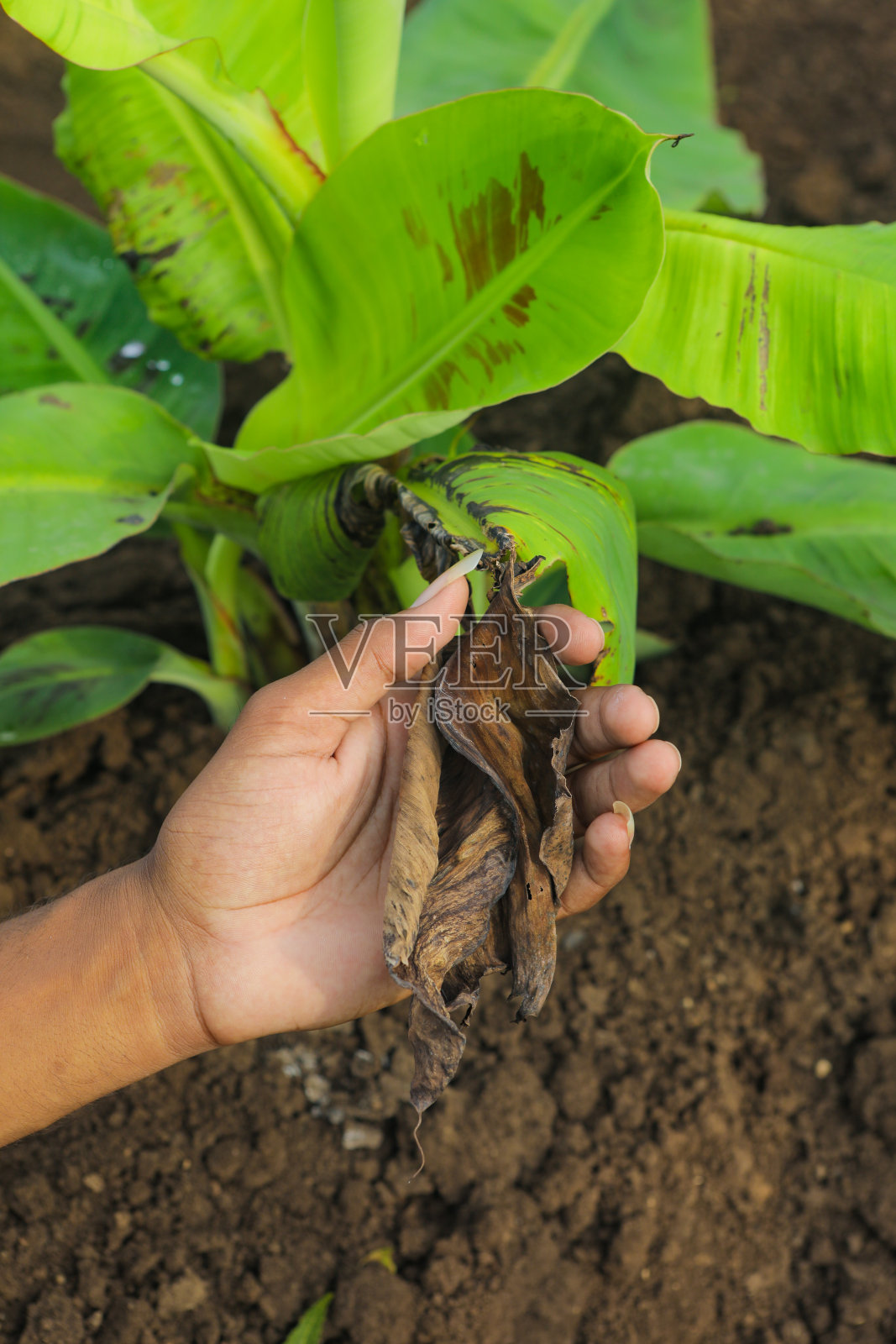 手里拿着损坏的香蕉叶在田间照片摄影图片